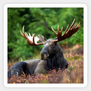 Moose Resting Sticker